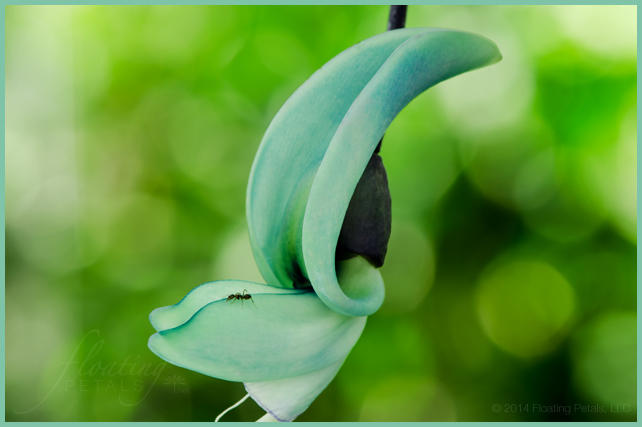 Strongylodon macrobotrys