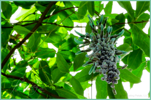 Strongylodon macrobotrys