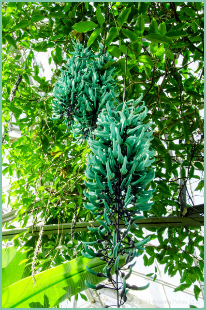 Strongylodon macrobotrys