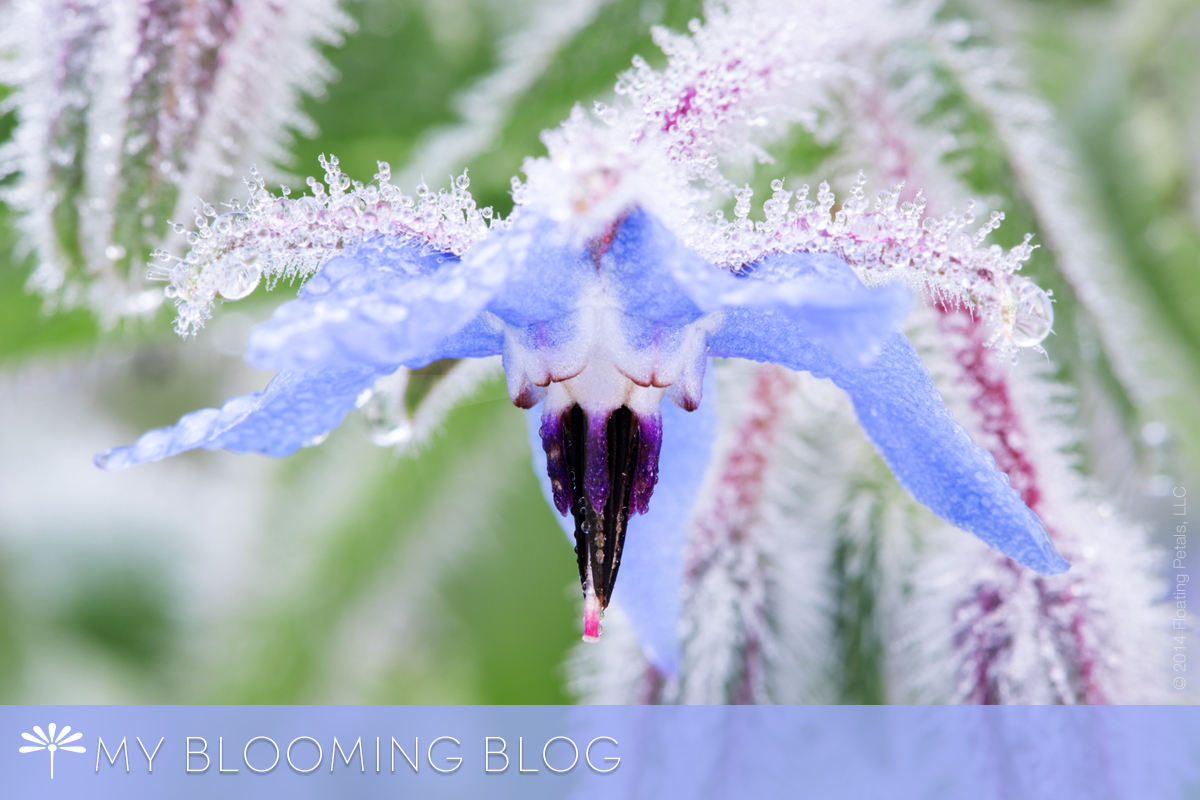 Borage - My Blooming Blog Floating Petals