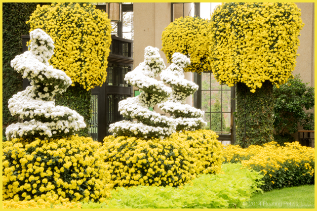 Longwood Gardens Chrysanthemum Festival