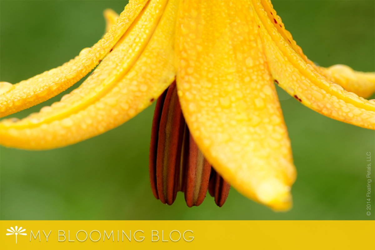 Canada Lily - Floating Petals. A Blooming Blog - sharing a love of flowers and nature. A gift beyond compare. Inspiring stories, quotes and stunning floral photography.