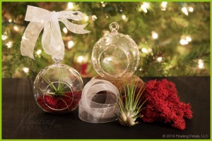 Blooming Holiday Gift Ideas - Hanging Tillandsia Grow Kit