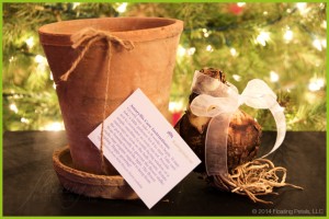 Amaryllis Holiday Gift Growing Kit