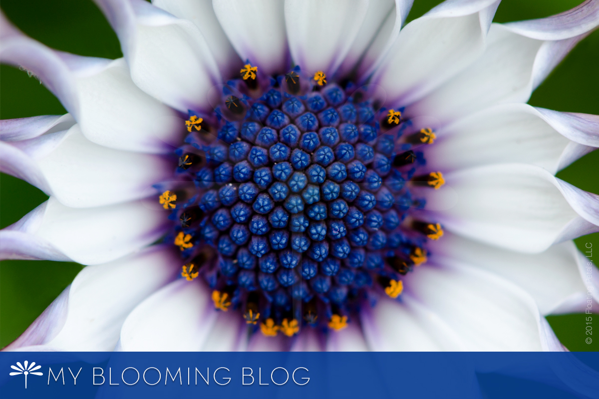My Blooming Blog - Inspiring Flower Stories and Photography - African Daisy - Flowers Inspire...