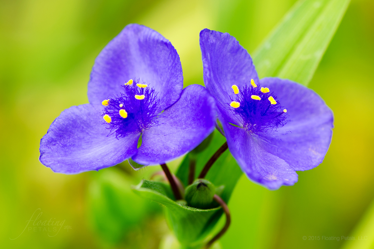 Tradescantia x andersoniana ‘Blue Stone'