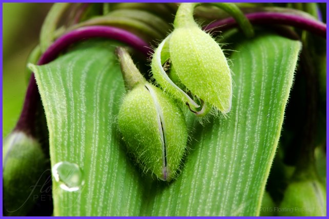 Tradescantia x andersoniana ‘Blue Stone'