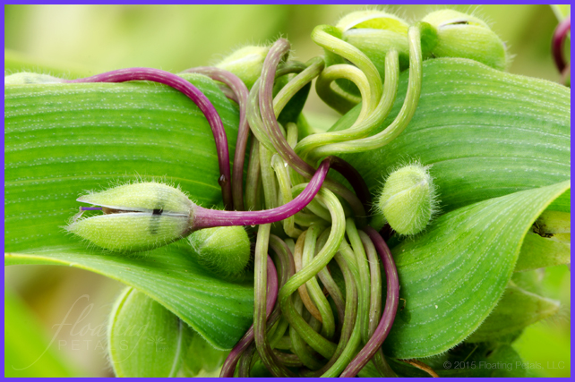 Tradescantia x andersoniana ‘Blue Stone'