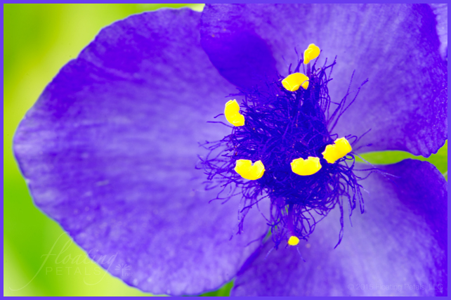 Tradescantia x andersoniana ‘Blue Stone'