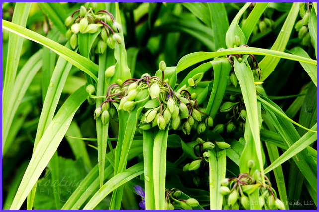 Tradescantia x andersoniana ‘Blue Stone'
