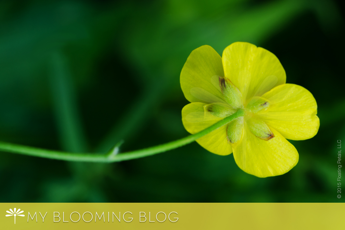 My Bloomin Blog - Floating Petals - Buttercup
