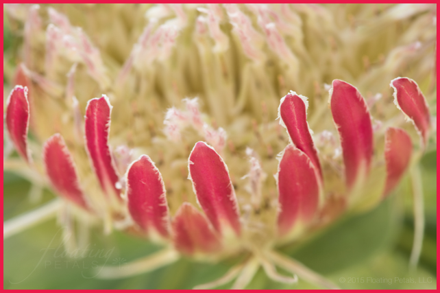 Protea laurifolia ‘Rose Mink’