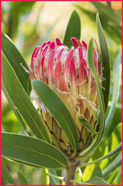 Protea laurifolia ‘Rose Mink’