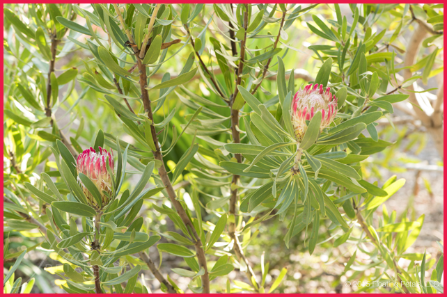 Protea laurifolia ‘Rose Mink’