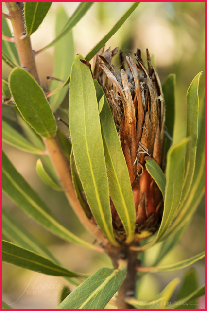 Protea laurifolia ‘Rose Mink’
