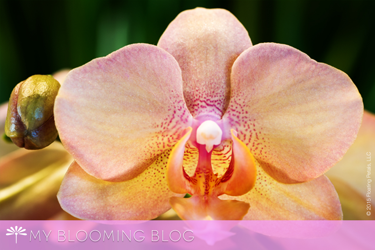 Growing and Maintaining Orchids