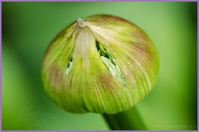 Allium ‘Globemaster’