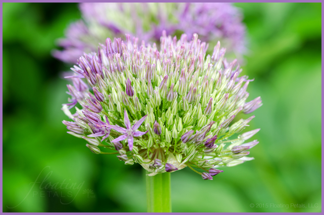 Allium ‘Globemaster’