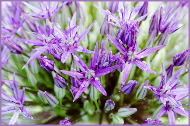 Allium ‘Globemaster’