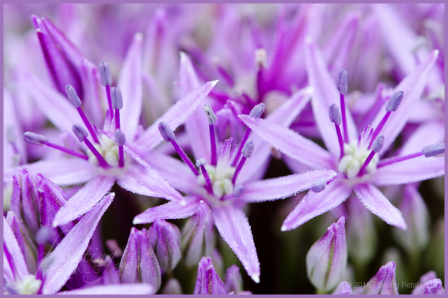 Allium ‘Globemaster’