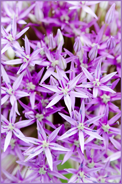 Allium ‘Globemaster’