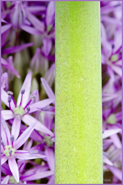 Allium ‘Globemaster’