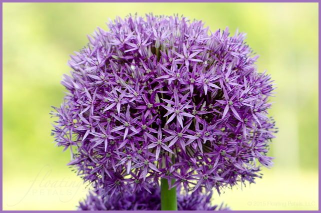 Allium ‘Globemaster’