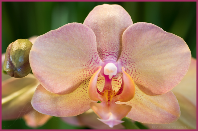Growing Orchids