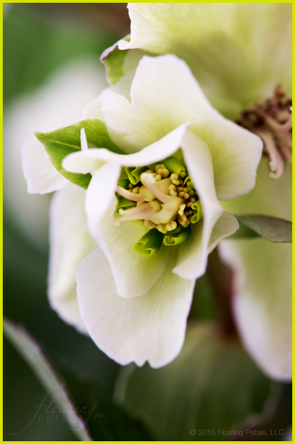 Pink Frost Lenten Rose