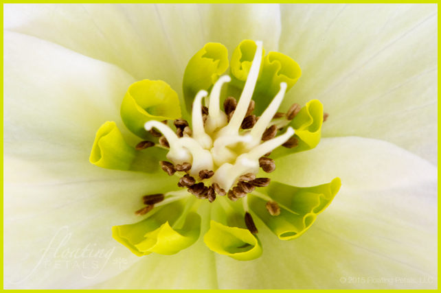 Pink Frost Lenten Rose