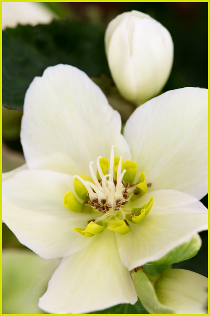 Pink Frost Lenten Rose