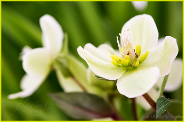 Pink Frost Lenten Rose