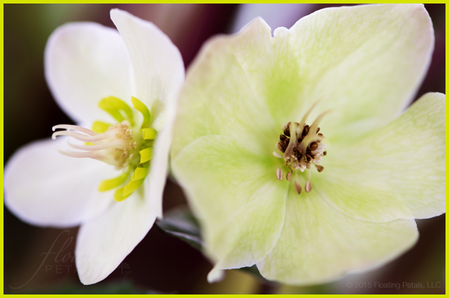Pink Frost Lenten Rose
