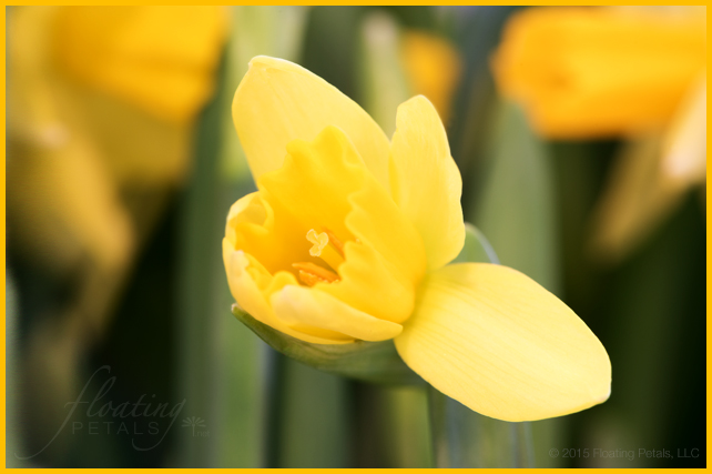 Narcissus ‘Tête-à-Tête’