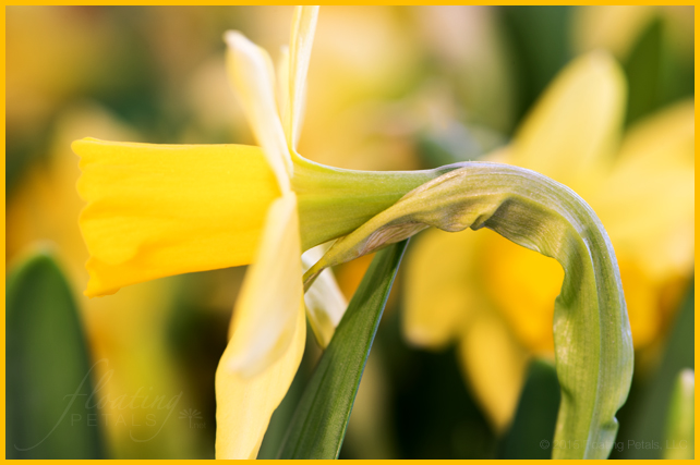 Narcissus ‘Tête-à-Tête’