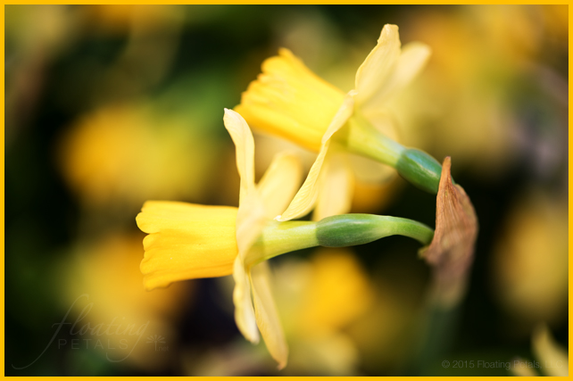 Narcissus ‘Tête-à-Tête’