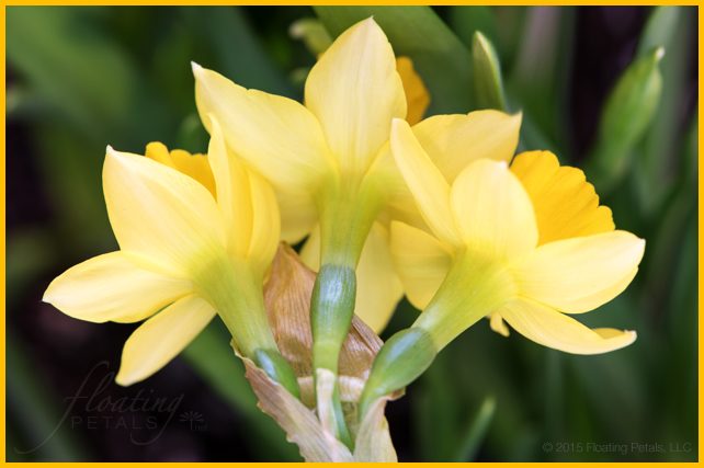 Narcissus ‘Tête-à-Tête’