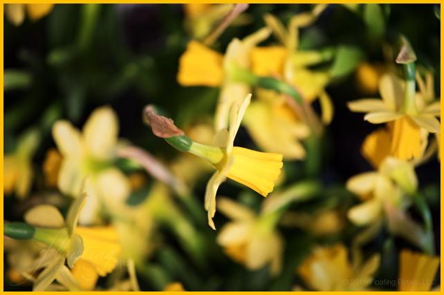 Narcissus ‘Tête-à-Tête’