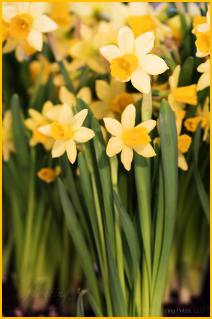 Narcissus ‘Tête-à-Tête’