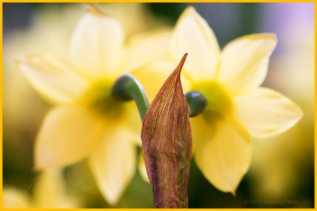 Narcissus ‘Tête-à-Tête’