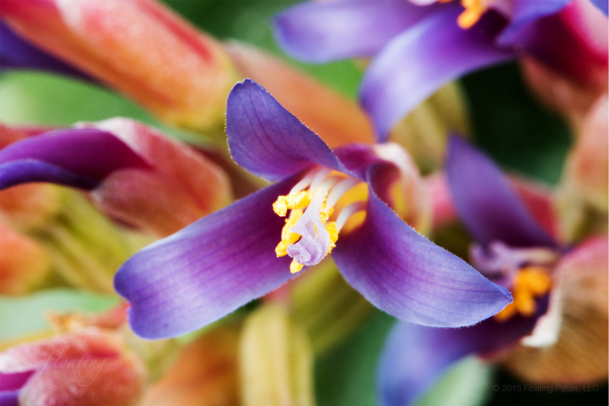 Billbergia ‘Violet Beauty’