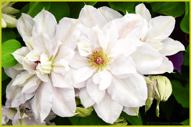 RHS Chelsea Flower Show