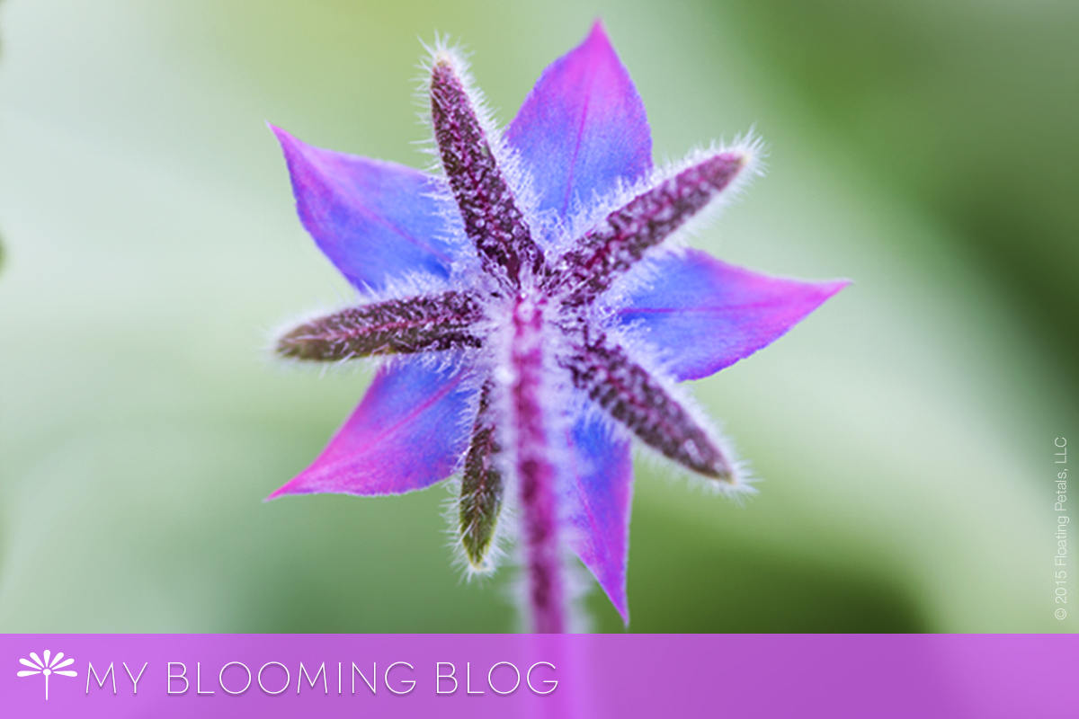 My Blooming Blog - Floating Petals
