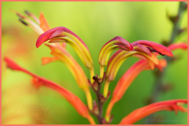 Chasmanthe floribunda