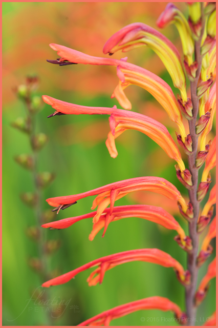 Chasmanthe floribunda