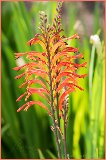 Chasmanthe floribunda