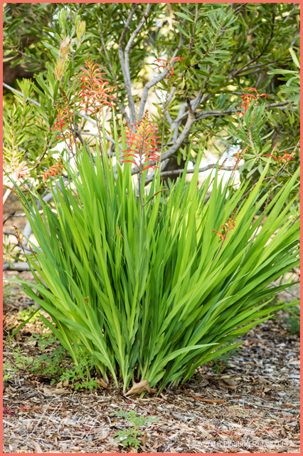 Chasmanthe floribunda