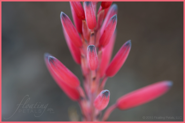 Speckled Aloe