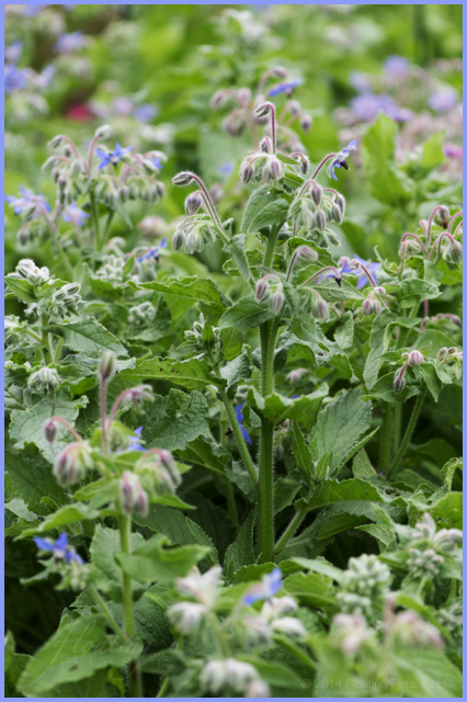 Borage officinalis