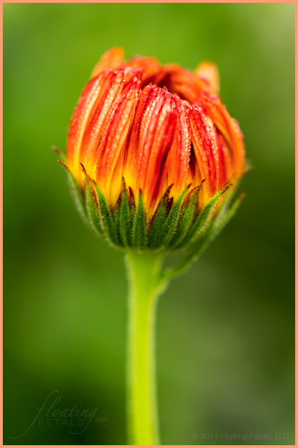 Calendula officinalis